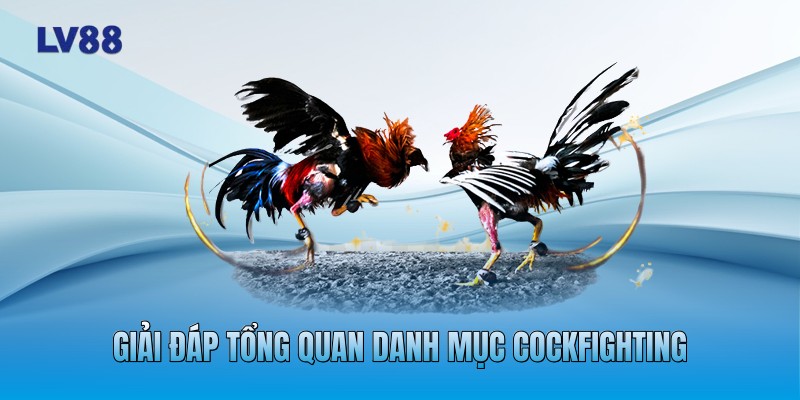 Giải đáp tổng quan danh mục cockfighting Giải đáp tổng quan danh mục cockfighting