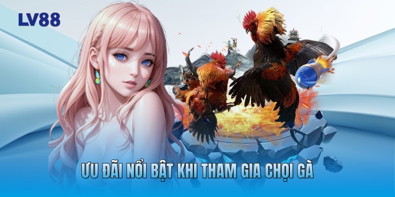 Ưu đãi nổi bật khi tham gia chọi gà Ưu đãi nổi bật khi tham gia chọi gà